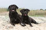CANE CORSO 562